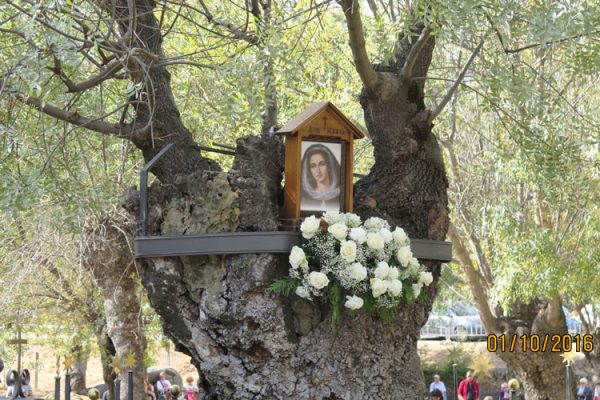 Árbol de las apariciones escoriall